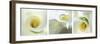 Calla Lily Triptych-Anna Miller-Framed Photographic Print