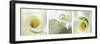 Calla Lily Triptych-Anna Miller-Framed Photographic Print
