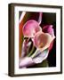 Calla Lily (Zantedeschia)-Jana Liebenstein-Framed Photographic Print