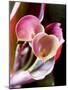 Calla Lily (Zantedeschia)-Jana Liebenstein-Mounted Photographic Print