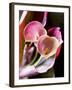 Calla Lily (Zantedeschia)-Jana Liebenstein-Framed Photographic Print