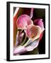 Calla Lily (Zantedeschia)-Jana Liebenstein-Framed Photographic Print