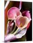 Calla Lily (Zantedeschia)-Jana Liebenstein-Mounted Photographic Print