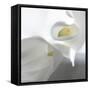 Calla Lily-Anna Miller-Framed Stretched Canvas