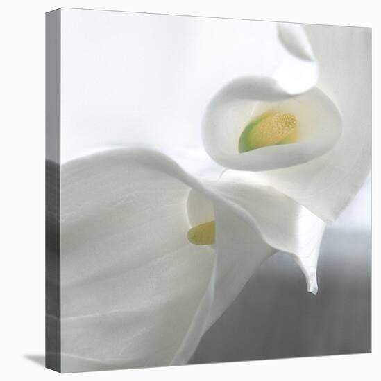 Calla Lily-Anna Miller-Stretched Canvas