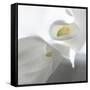 Calla Lily-Anna Miller-Framed Stretched Canvas