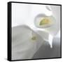 Calla Lily-Anna Miller-Framed Stretched Canvas