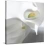 Calla Lily-Anna Miller-Stretched Canvas