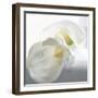 Calla Lily-Anna Miller-Framed Photographic Print