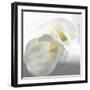 Calla Lily-Anna Miller-Framed Photographic Print