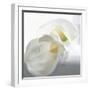 Calla Lily-Anna Miller-Framed Photographic Print