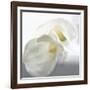 Calla Lily-Anna Miller-Framed Photographic Print