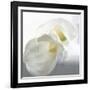 Calla Lily-Anna Miller-Framed Photographic Print