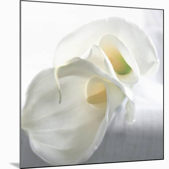 Calla Lily-Anna Miller-Mounted Photographic Print