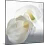 Calla Lily-Anna Miller-Mounted Premium Photographic Print