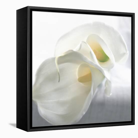 Calla Lily-Anna Miller-Framed Stretched Canvas