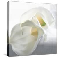 Calla Lily-Anna Miller-Stretched Canvas