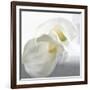 Calla Lily-Anna Miller-Framed Photographic Print