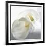 Calla Lily-Anna Miller-Framed Photographic Print