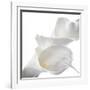 Calla Lily-Anna Miller-Framed Photographic Print