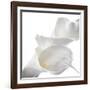 Calla Lily-Anna Miller-Framed Photographic Print