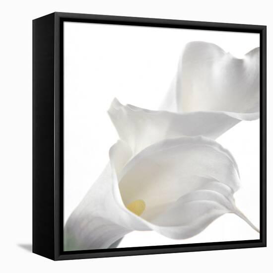 Calla Lily-Anna Miller-Framed Stretched Canvas