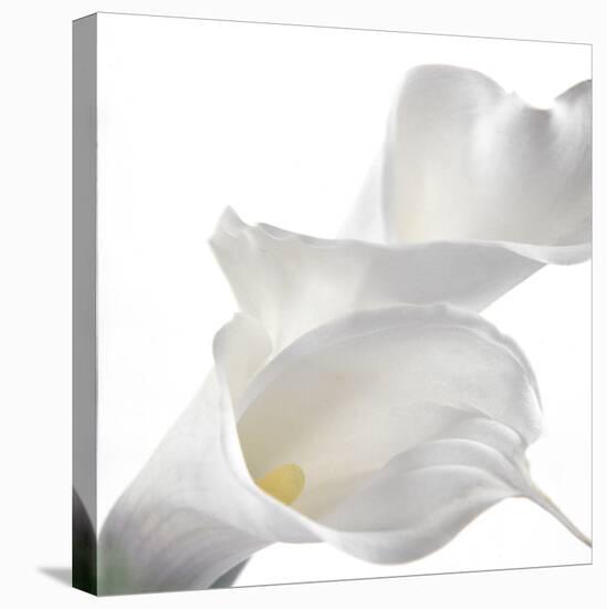 Calla Lily-Anna Miller-Stretched Canvas