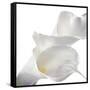 Calla Lily-Anna Miller-Framed Stretched Canvas