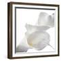 Calla Lily-Anna Miller-Framed Photographic Print