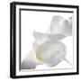 Calla Lily-Anna Miller-Framed Photographic Print