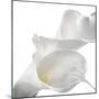 Calla Lily-Anna Miller-Mounted Photographic Print