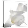 Calla Lily-Anna Miller-Stretched Canvas