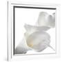 Calla Lily-Anna Miller-Framed Photographic Print