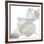 Calla Lily-Anna Miller-Framed Photographic Print