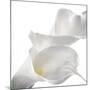 Calla Lily-Anna Miller-Mounted Photographic Print