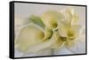 Calla Lily-Anna Miller-Framed Stretched Canvas