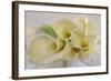 Calla Lily-Anna Miller-Framed Photographic Print