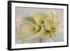 Calla Lily-Anna Miller-Framed Photographic Print