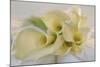 Calla Lily-Anna Miller-Mounted Photographic Print