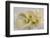 Calla Lily-Anna Miller-Framed Premium Photographic Print