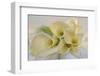 Calla Lily-Anna Miller-Framed Premium Photographic Print