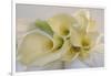 Calla Lily-Anna Miller-Framed Photographic Print