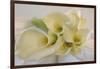 Calla Lily-Anna Miller-Framed Photographic Print