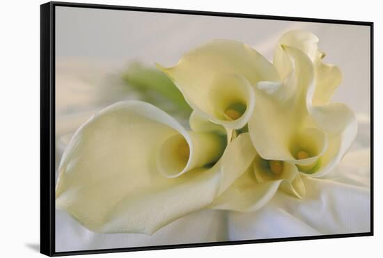 Calla Lily-Anna Miller-Framed Stretched Canvas