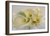 Calla Lily-Anna Miller-Framed Photographic Print