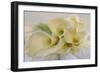 Calla Lily-Anna Miller-Framed Photographic Print