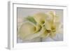 Calla Lily-Anna Miller-Framed Photographic Print