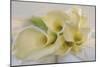 Calla Lily-Anna Miller-Mounted Photographic Print