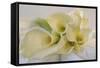 Calla Lily-Anna Miller-Framed Stretched Canvas