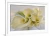 Calla Lily-Anna Miller-Framed Photographic Print